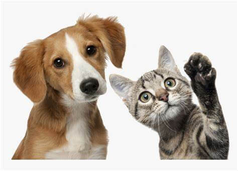 cupon descuento comida perros y gatos